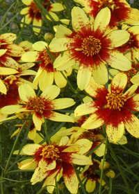 Coreopsis verticillata 'Route 66'